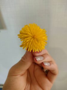 たんぽぽ✨